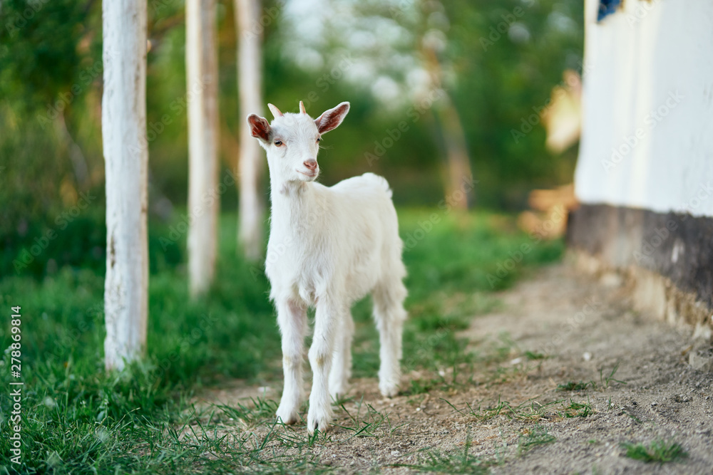 Obraz premium goat on green grass