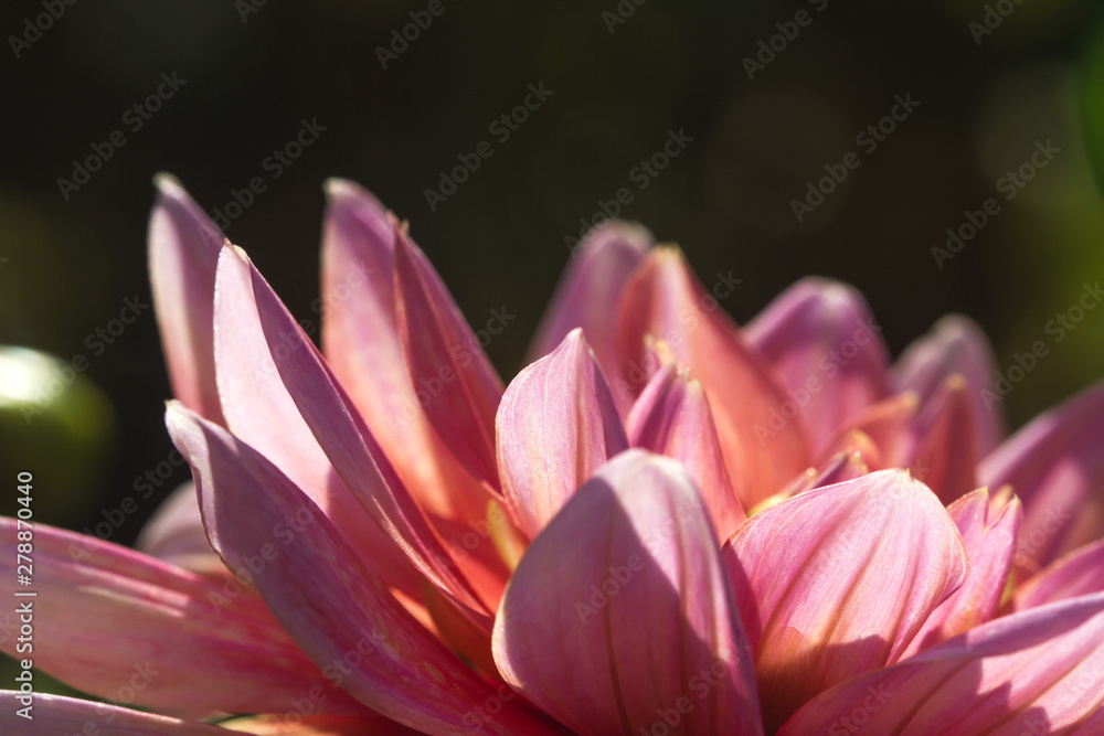 Fototapeta premium close-up of petals of a red dahlia in full bloom