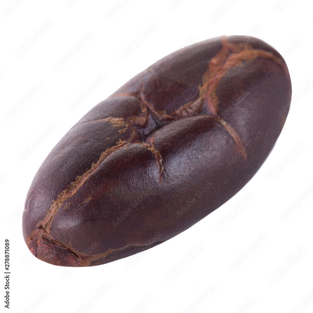dried cacao bean isolated on white background dried cacao bean isolated on white background