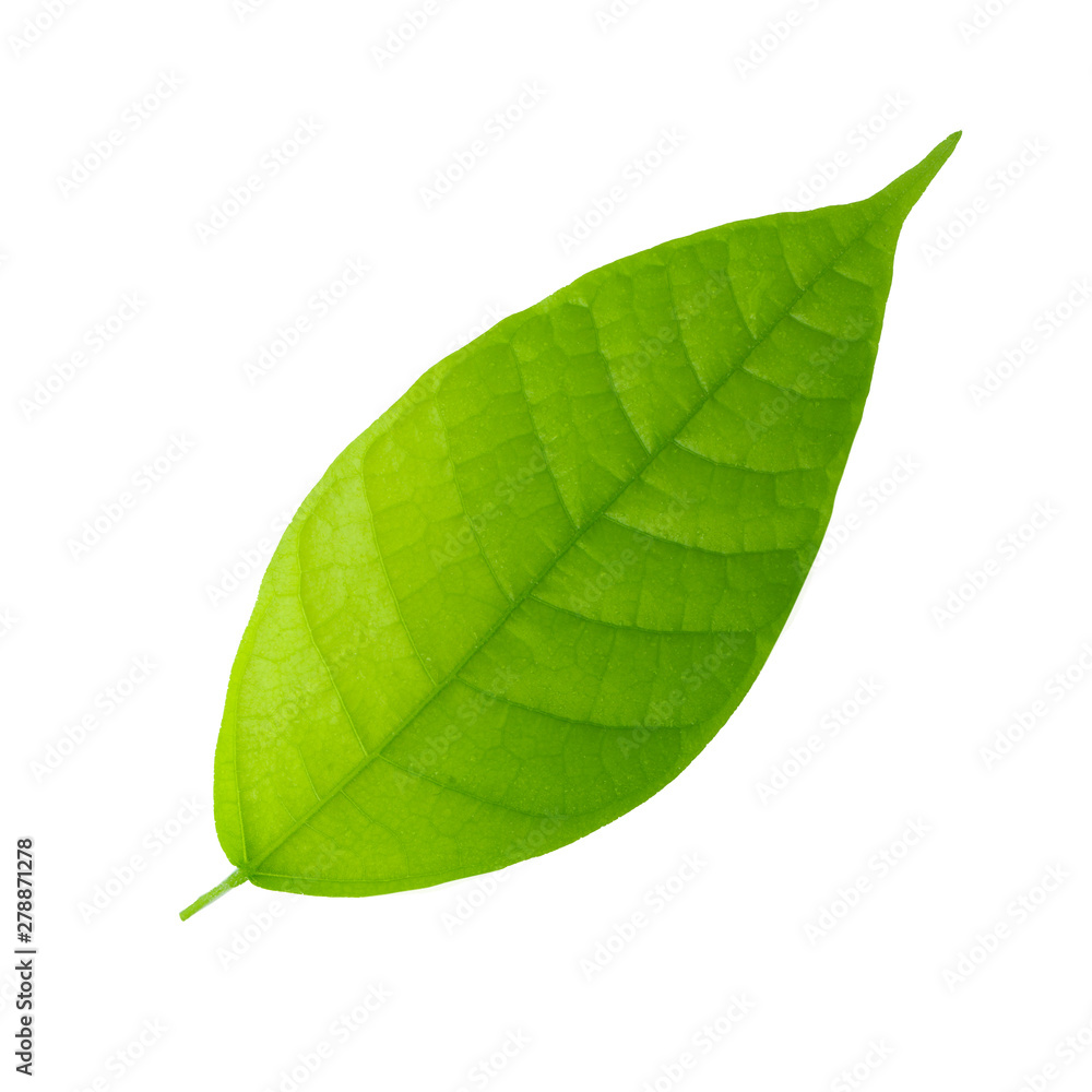 Obraz premium fresh green cacao leaf isolated on white background