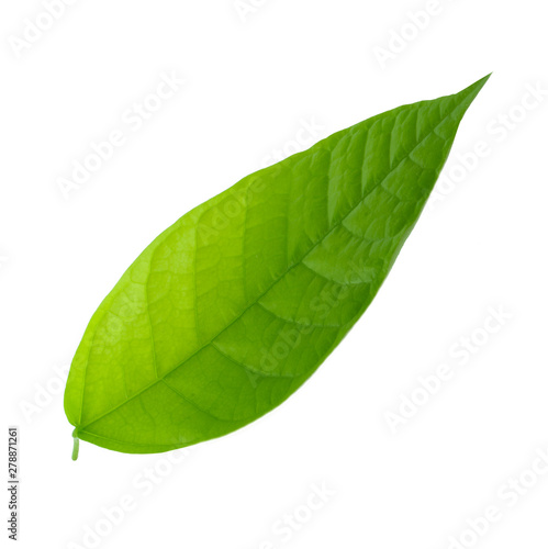 Wallpaper Mural fresh green cacao leaf isolated on white background Torontodigital.ca