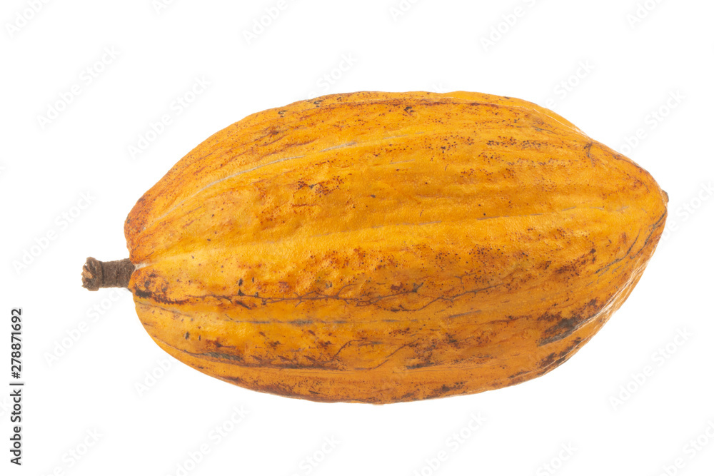 fresh yellow cacao pod isolated on white background