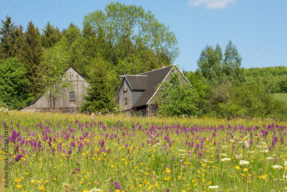 wilde Orchideen ( Knabenkraut) auf einer Wiese im Erzgebirge die unter Naturschutz steht wilde Orchideen ( Knabenkraut) auf einer Wiese im Erzgebirge die unter Naturschutz steht