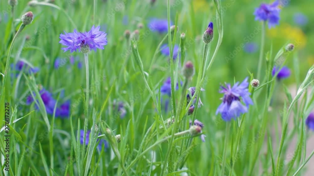 Blue Cornflowers, also called Bachelor's Buttons, Swaying in the Field on a Windy Summer Day. Blue Cornflowers, also called Bachelor's Buttons, Swaying in the Field on a Windy Summer Day.