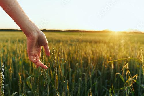 woman hands in field of wheat
