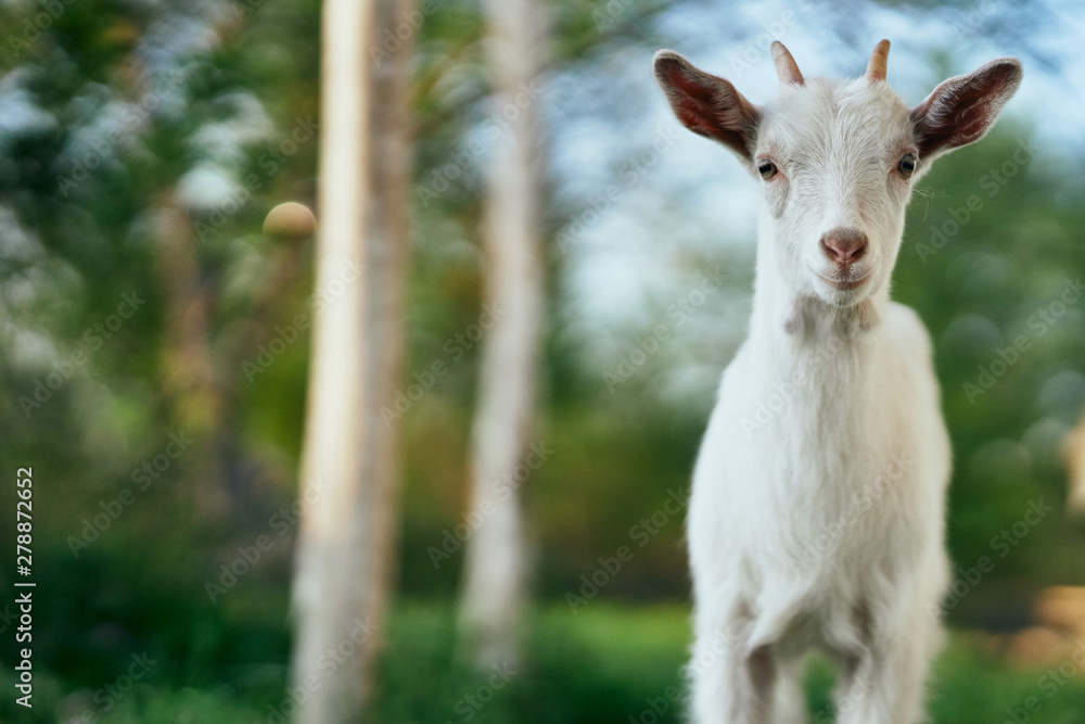 Fototapeta premium goat on the farm