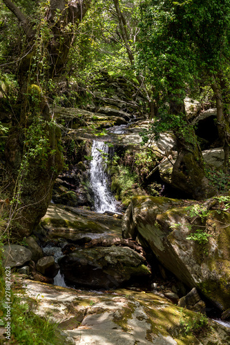 Small mountain river in the forest on a sunny day  Greece  Andros Island  Cyclades .