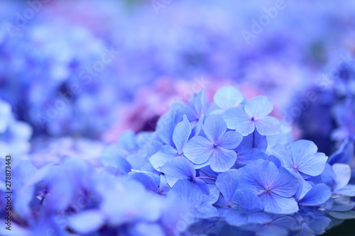 紫陽花　青い花