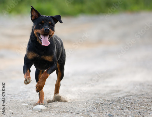 Rottweiler Running on Gravel Road Looking to the Right