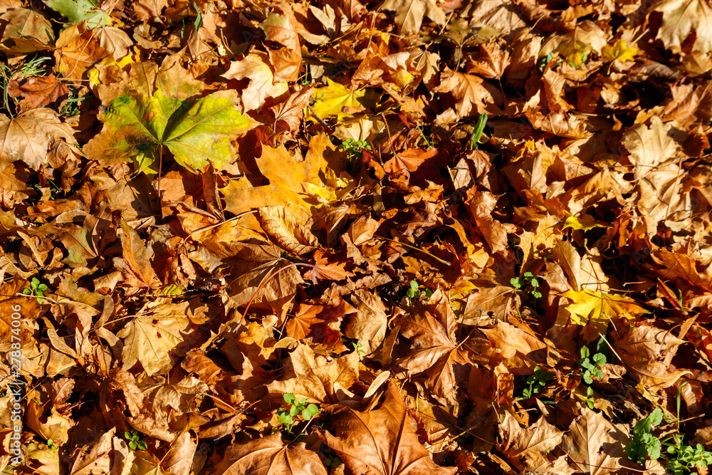 Background of the autumn maple leaves Background of the autumn maple leaves