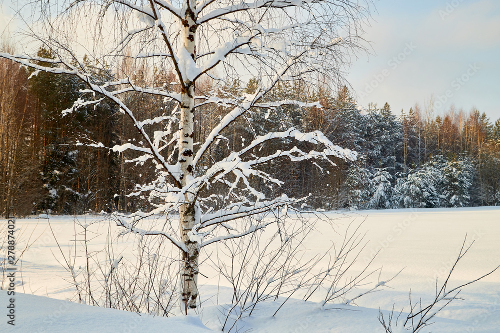 Fototapeta premium Landscape with tree in the foreground and field in the distance on a winter day