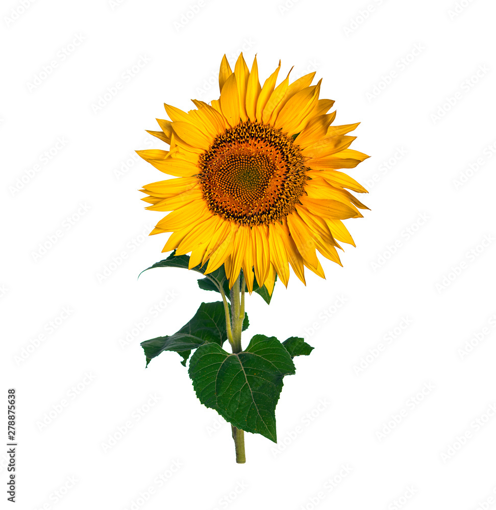 Sunflower isolated on white background Sunflower isolated on white background