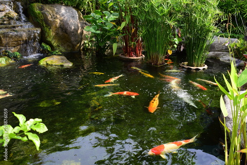  beautiful fish ponds in the garden of the house