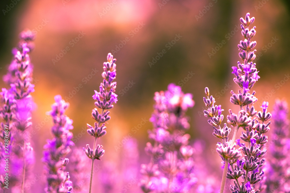 Fototapeta premium Field of Purple Lavender
