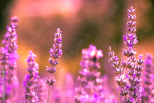 Field of Purple Lavender