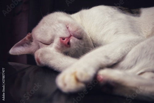 cat sleeping click by @raju jaswani
