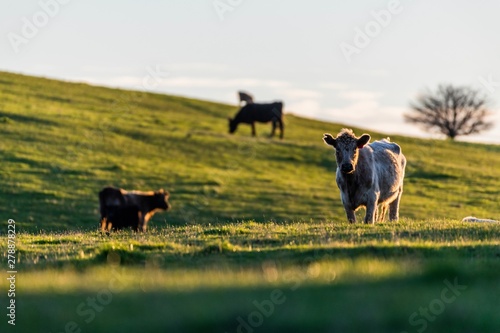  beef Cattle in Australia  photo