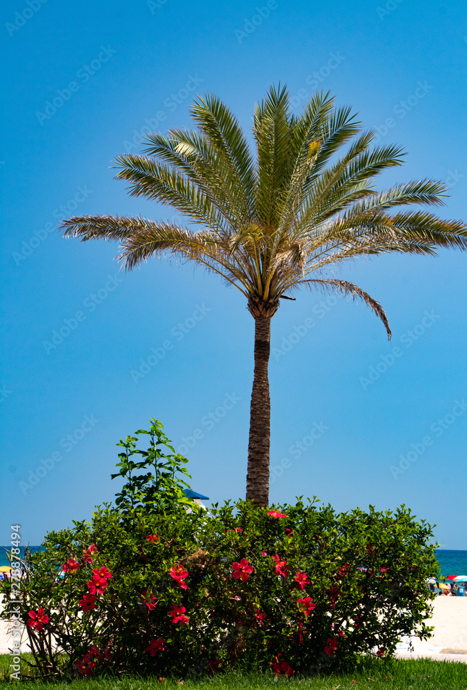 Fototapeta premium palm trees and blue sky