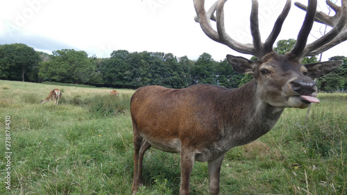 Red deer stag saying hello in an English meadow on a summers day in Essex