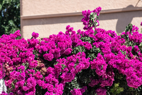 Fototapeta Naklejka Na Ścianę i Meble -  pink fence summertime from Gandia-Ibiza