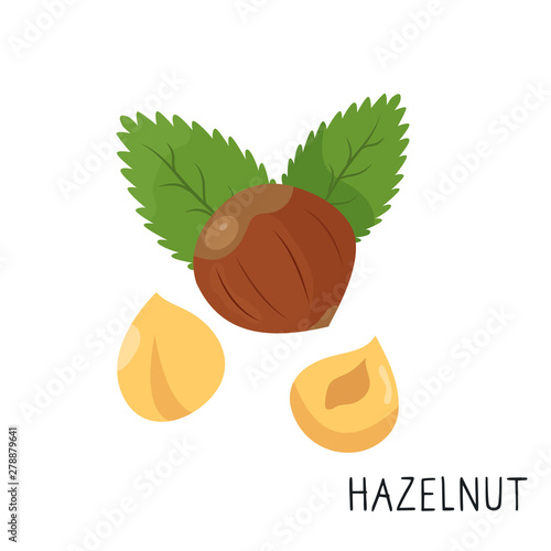 Cartoon flat hazelnut isolated on white background photo