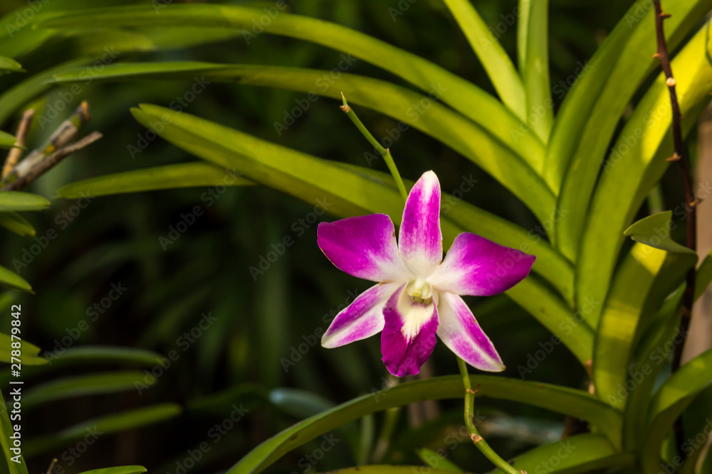 Close up of beauty pink orchid flower Close up of beauty pink orchid flower