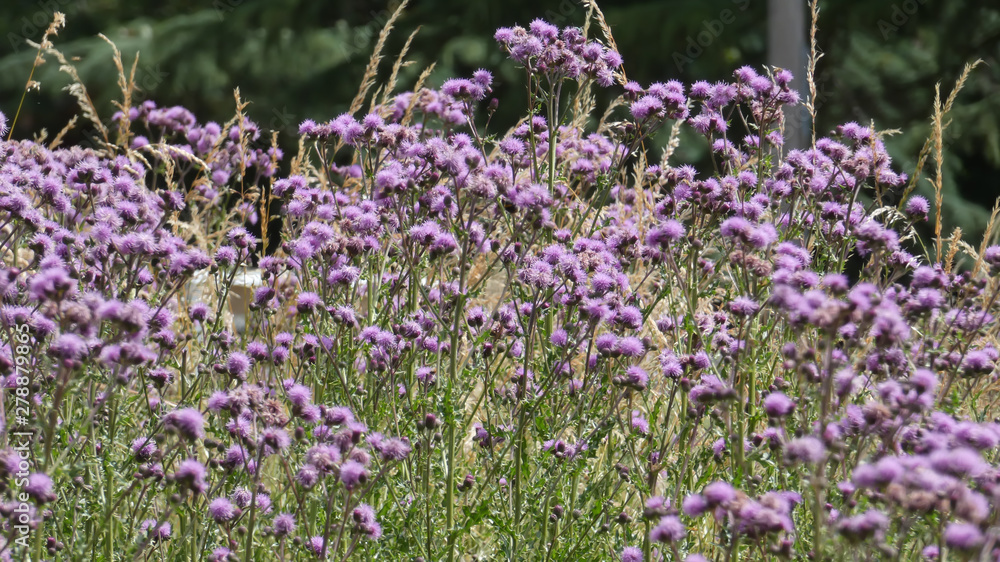 Obraz premium Thistle and thorn in the night of a summer solstice in England, Essex