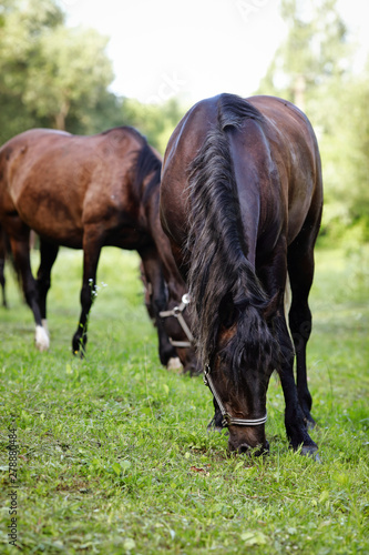 beautiful groomed horses on a farm © prohor08
