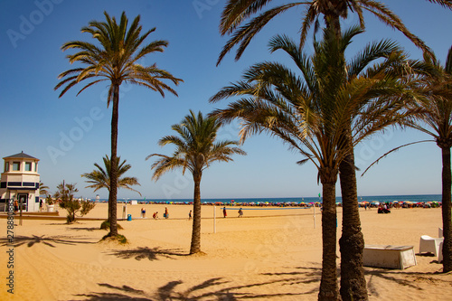 Summertime from Spain view to the palms-Gandia