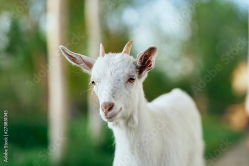 goat on the meadow © SHOTPRIME STUDIO