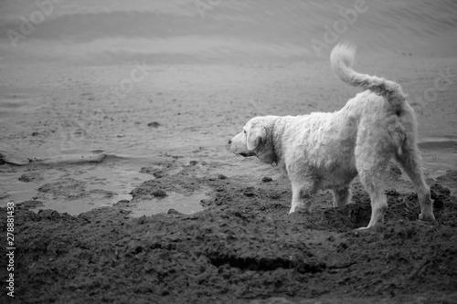 Large white Kuvasz Dog barking at the waves breaking on shore.   © LaSu