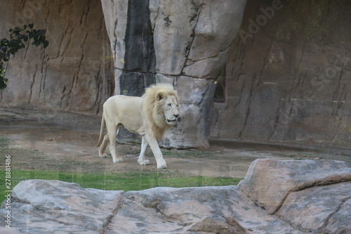 Beautiful wild animal white african lion  in Al Ain zoo  Safari Park  Al Ain  United Arab Emirates