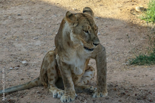 Wild animal brown african lion  in Al Ain zoo  Safari Park  Al Ain  United Arab Emirates