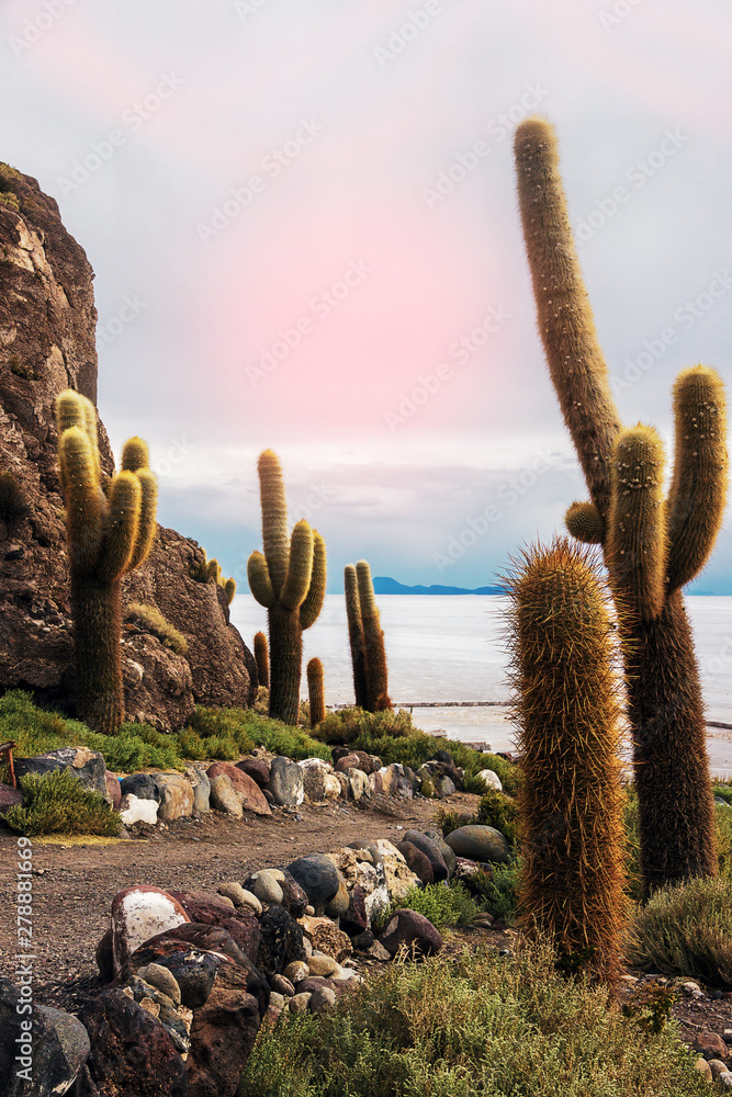 Giant cacti on Isla del Pescado (Island of the Fish) in Bolivia Giant cacti on Isla del Pescado (Island of the Fish) in Bolivia