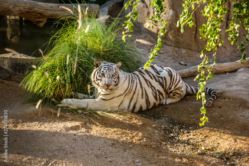 Beautiful wild animal Bengal white tiger  bleached tiger   in Al Ain  Zoo  Safari Park  Al Ain  United Arab Emirates