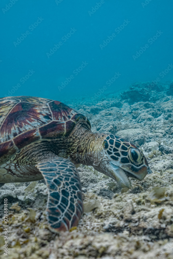 Obraz premium Close up view of a green sea turtle feeding on a sea grass. Green sea turtles are herbivores. The jaw is serrated to help the turtle easily chew seagrasses and algae, its primary food sources.