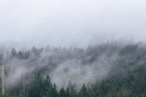 Foggy spruce forest at Carpathian mountains after summer rain. Misty landscape with fir forest in hipster style with copy space.