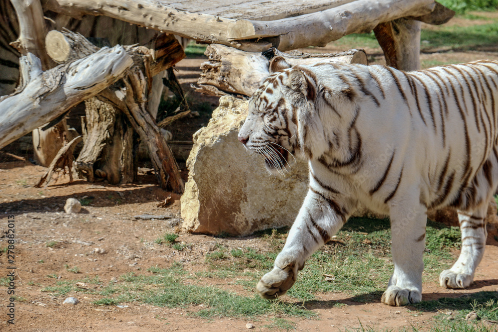 Beautiful wild animal Bengal white tiger (bleached tiger), in Al Ain ...