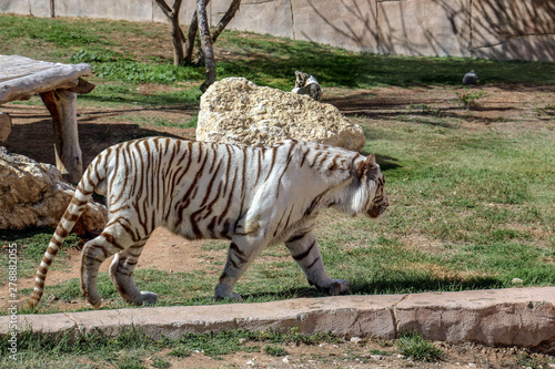 Fototapeta Naklejka Na Ścianę i Meble -  Beautiful wild animal Bengal white tiger (bleached tiger), in Al Ain  Zoo, Safari Park, Al Ain, United Arab Emirates