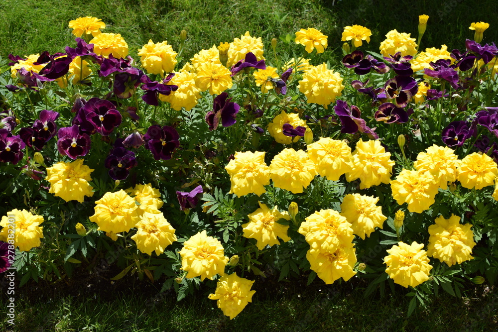 Obraz premium yellow flowers in the garden