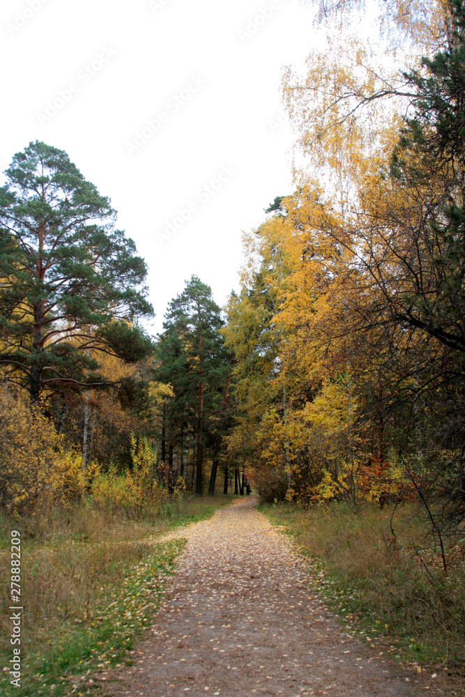 Beautiful autumn landscape on a clear September day in a mixed forest. Beautiful autumn landscape on a clear September day in a mixed forest.