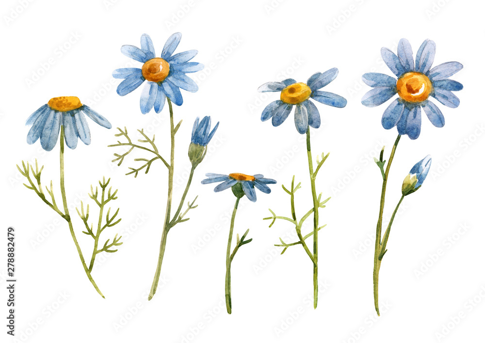 Watercolor blue chamomile daisy flower Illustration Stock | Adobe Stock