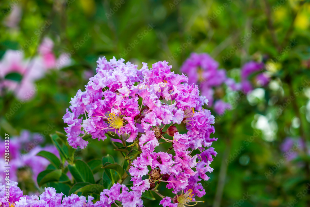 Beautiful flower,Pink flower background of flower. Beautiful flower,Pink flower background of flower.