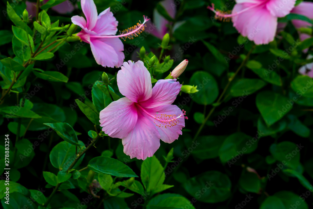 Beautiful flower,Pink flower background of flower. Beautiful flower,Pink flower background of flower.