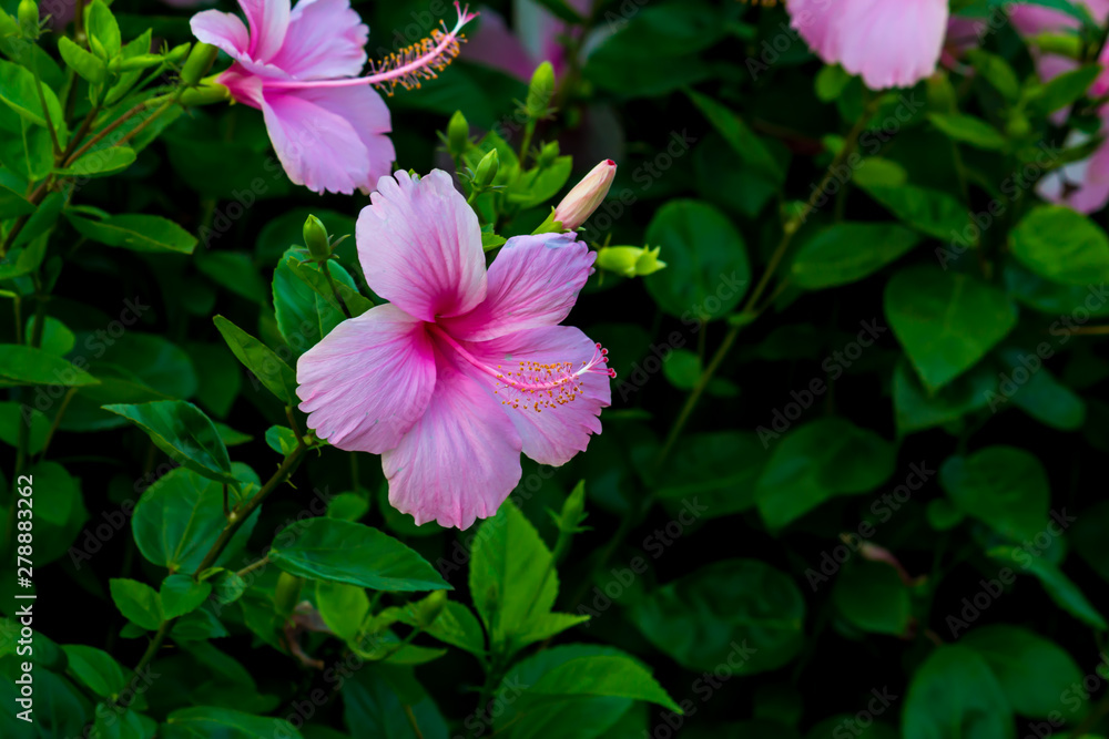 Beautiful flower,Pink flower background of flower. Beautiful flower,Pink flower background of flower.