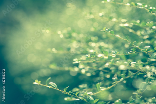 Fresh green leaf on blurred greenery background. / Natural green leaves bokeh backgroun