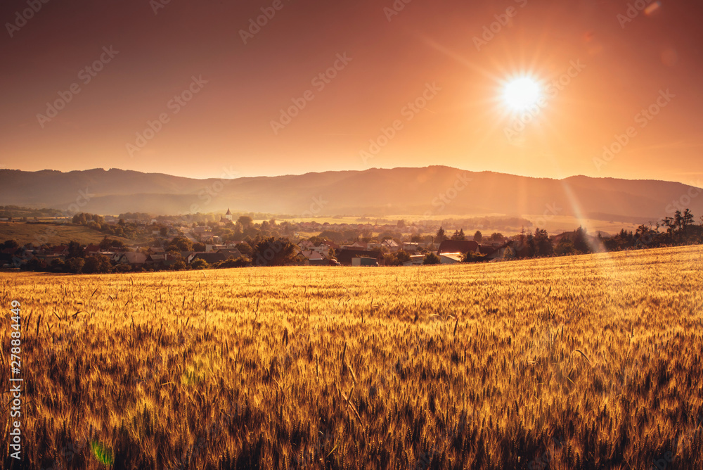 Gold rye field in beautiful yellow summer sunset light. Agricultural landscape, mountains and village in background