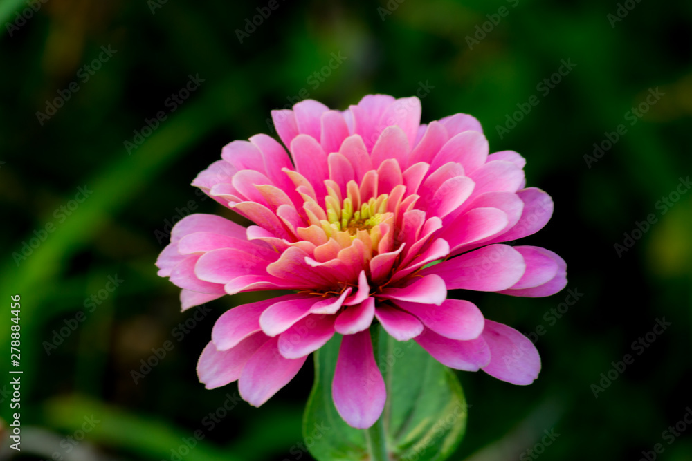 Fototapeta premium Beautiful flower,Pink flower background of flower.