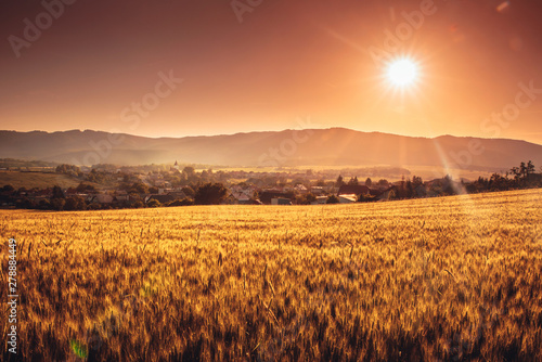 Gold rye field in beautiful yellow summer sunset light. Agricultural landscape  mountains and village in background