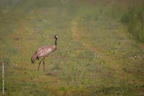 Fotografie sandhill crane in grass